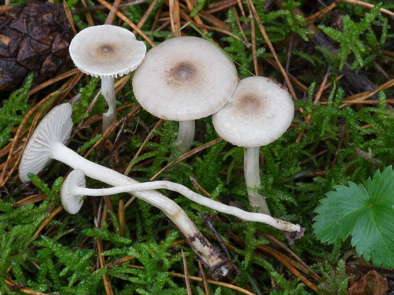 Hygrophorus suaveolens